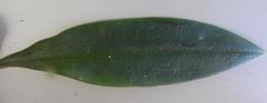 Cynorkis kassneriana