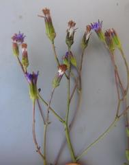 Senecio rhyncholaenus