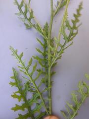 Senecio rhyncholaenus