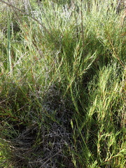Cliffortia aculeata