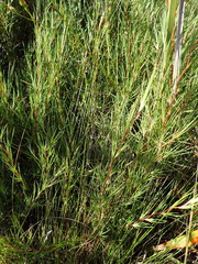 Cliffortia aculeata