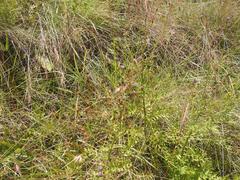 Senecio rhyncholaenus