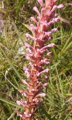 Satyrium neglectum neglectum