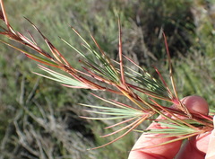 Cliffortia aculeata