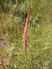 Satyrium neglectum neglectum