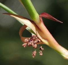 Cliffortia aculeata
