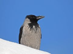 Corvus cornix