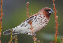 Lonchura punctulata nisoria