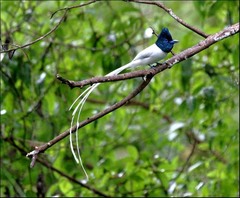 Terpsiphone affinis sumbaensis