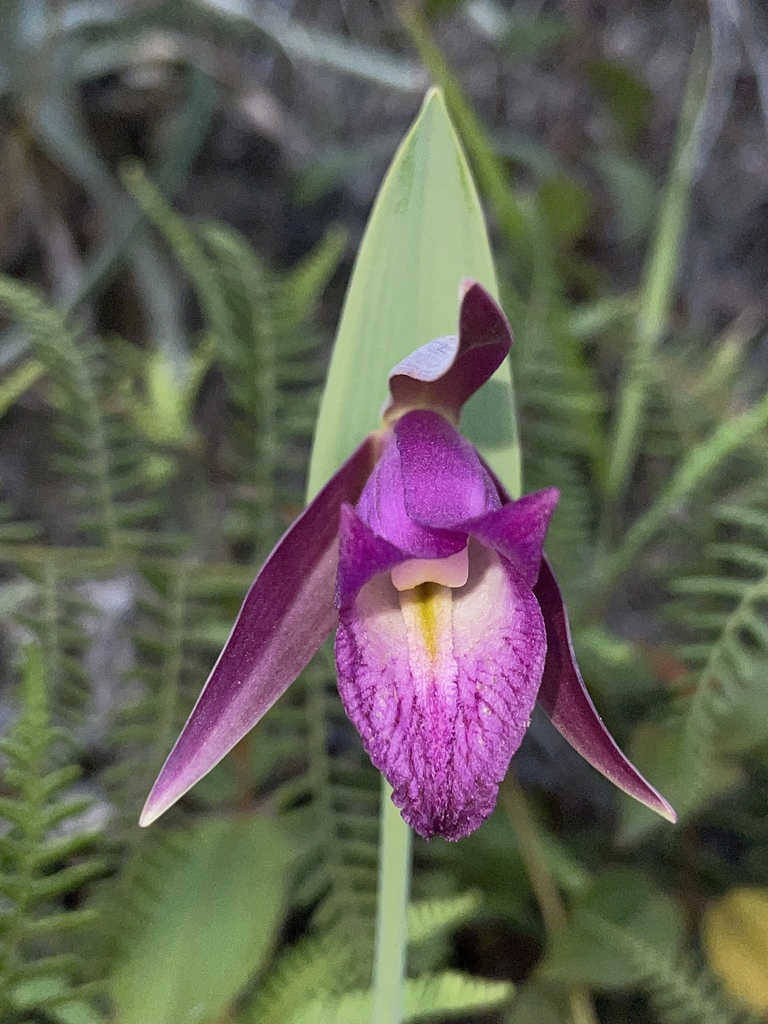 Cleistes rosea