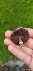 Agaricus
