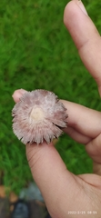 Agaricus