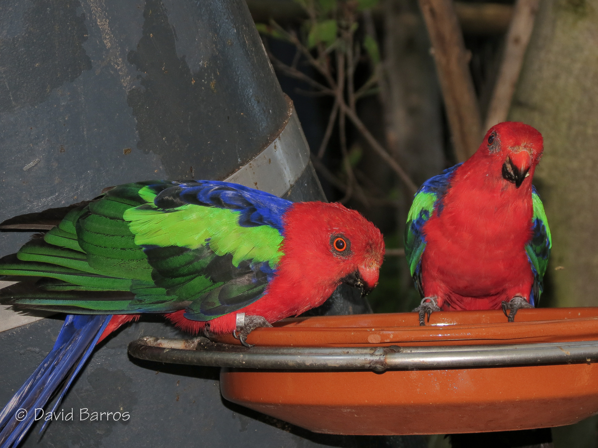 Papuan King-Parrot illustration