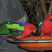 Papagayo de Papúa - Photo (c) David Barros Cardona, algunos derechos reservados (CC BY-NC), subido por David Barros Cardona