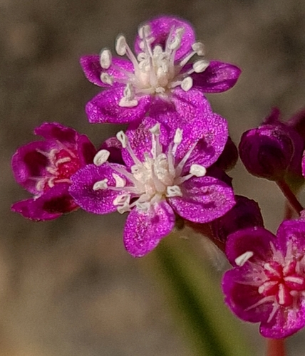 Image of Gisekia africana by (c) Petra Holland, some rights reserved (CC BY)
