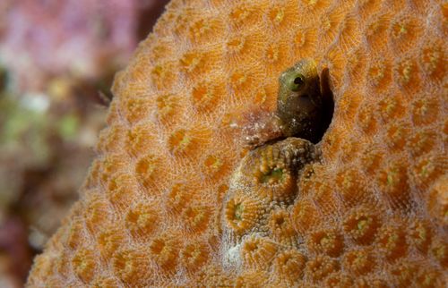 Photo of Spinyhead blenny (Acanthemblemaria spinosa)