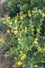 Helichrysum foetidum