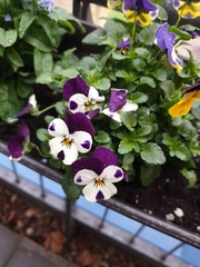 Viola × wittrockiana