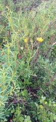 Berkheya decurrens