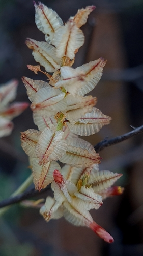 Dyerophytum africanum image