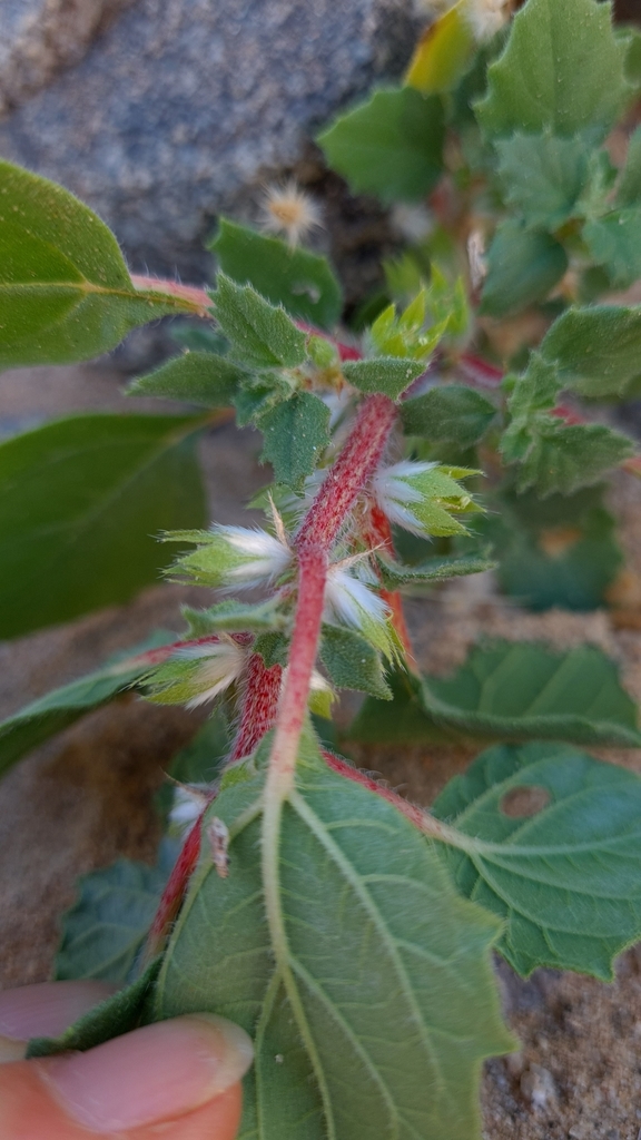 Herero Nettle