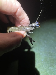 Cherax depressus