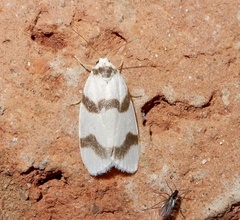 Padenia transversa