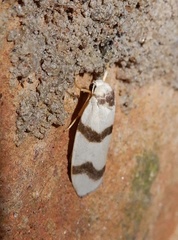 Padenia transversa