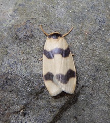 Padenia transversa