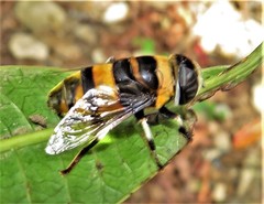 Phytomia
