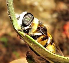 Phytomia