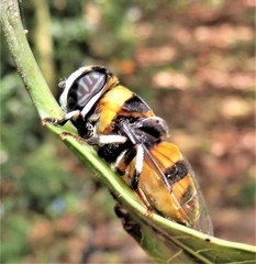 Phytomia