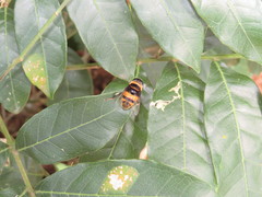Phytomia