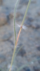 Stipagrostis ciliata