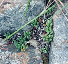 Bergeranthus katbergensis