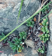 Bergeranthus katbergensis