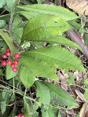 Ardisia cornudentata stenosepala