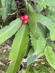 Ardisia cornudentata stenosepala