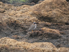 Phegornis mitchellii