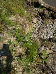 Ptilimnium capillaceum