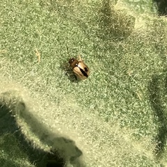 Longitarsus melanocephalus