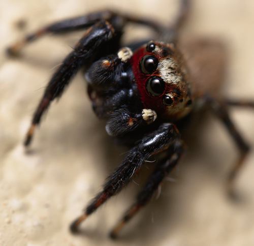 Vampire Jumping Spider