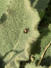 Longitarsus melanocephalus