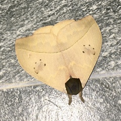 Automeris arianae