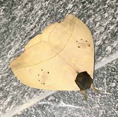 Automeris arianae