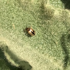 Longitarsus melanocephalus