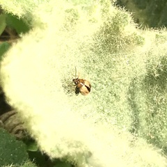 Longitarsus melanocephalus