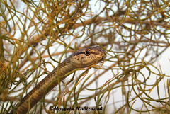Psammophis schokari