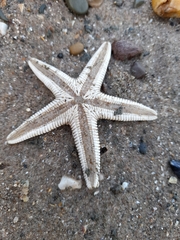 Astropecten irregularis
