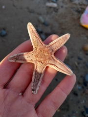 Astropecten irregularis